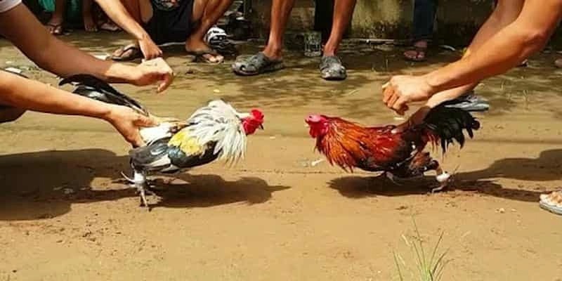 Các thể loại kèo cá cược trong đá gà F8BET phổ biến hiện nay